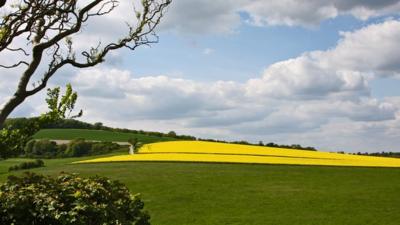 Field of oilseed rape in West Sussex