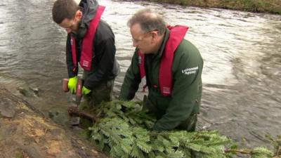 Tree installed on river bank