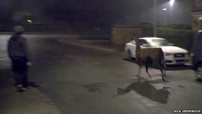 A pedestrian in Littleborough watching an escaped llama running past parked cars