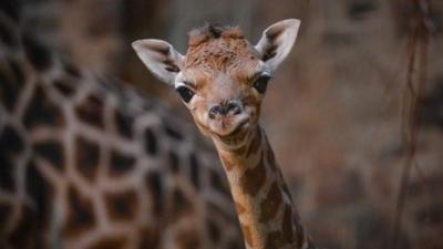 Baby giraffe