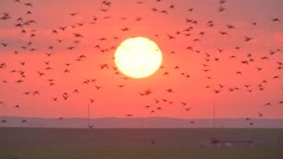 Flock of starlings