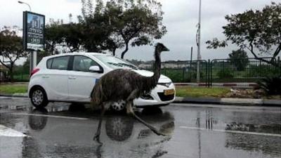 Emu in road