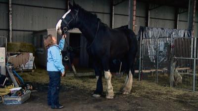 Laura and Shire horse Lincoln