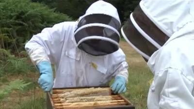 Beekeepers