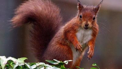 Red squirrel