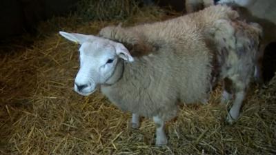 A bitten lamb