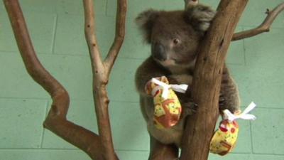 Koala wearing mittens