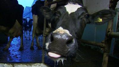 Close up of a dairy cow pushing her nose towards the camera with her tongue sticking out