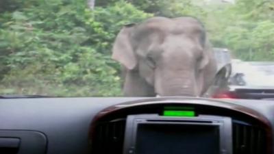 An elephant in Thailand rams a car in Khao Yai National Park