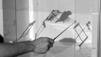 Bird in flight inside newly developed device that detects the aerodynamic force it generates (c) Lentink Lab