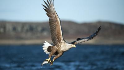 White tailed eagle