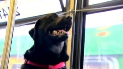 Black Labrador `Eclipse` on the bus