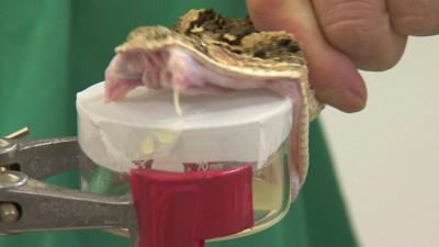 Snake biting a container to collect venom.