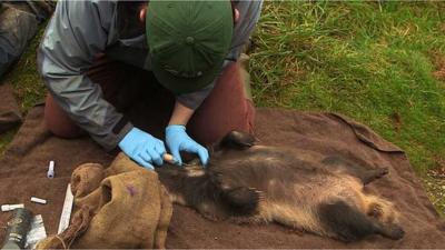 Badger vaccination