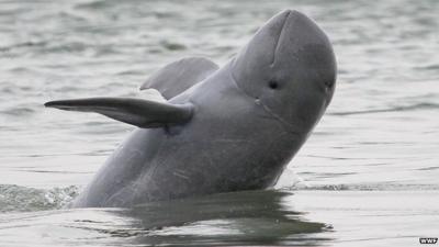 Irrawaddy dolphin