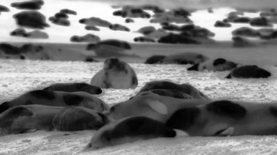 Thermal image of Blakeney Point seal colony