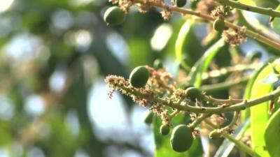 Mango tree