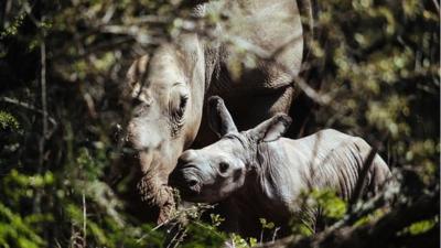 Thandi rhino and calf