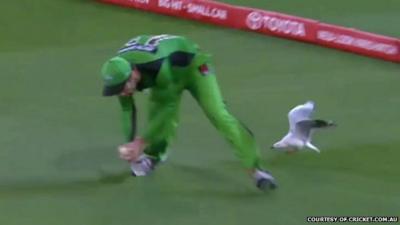 Close up still of seagull diving towards cricketer's ankle