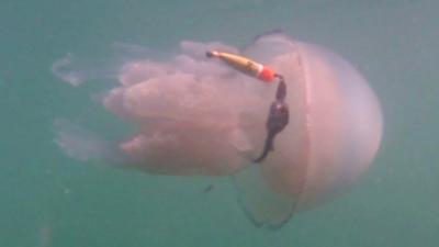 Tagged jellyfish (c) Graeme Hays