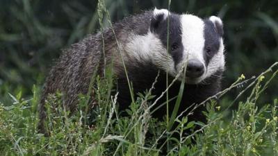 Badger