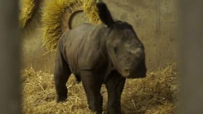 Baby Rhino takes its first steps