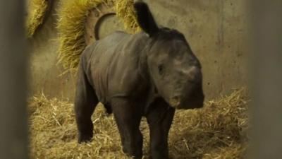 Baby Rhino takes its first steps