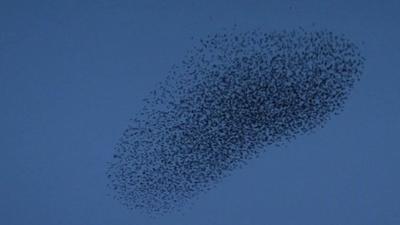 Starlings murmuration in Norwich city centre