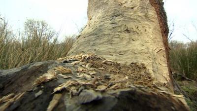 Beaver damage to a tree