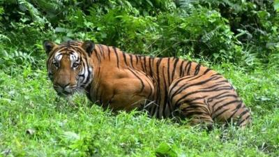 A Royal Bengal Tiger pauses in a jungle clearing in Kaziranga National Park, east of Guwahati, India