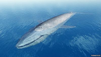 Blue whale representation