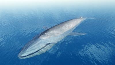 Blue whale representation