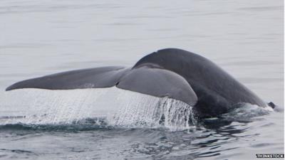 Blue whale fluke