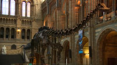 The Natural History Museum's long-time entrance hall exhibit of a Diplodocus dinosaur