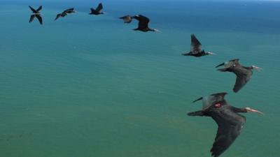 Northern bald ibises flying in formation (c) Markus Unsöld