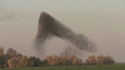 A murmuration of starlings