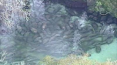 Manatees gathering at Three Sister Springs