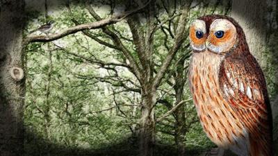 Owl animation
