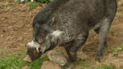 Warty Pig