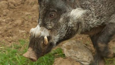 Warty Pig