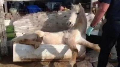 Horse stuck in bathtub