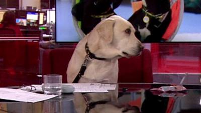 Bounce the golden labrador sitting in a chair on the BBC News set
