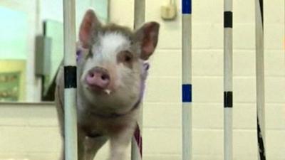 Amy the pig at a dog agility class