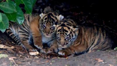 Sumatran tiger cubs