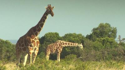 Why giraffes have strong tongues