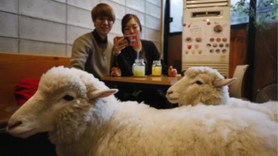 Sheep Cafe