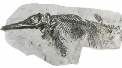 Ichthyosaur fossil