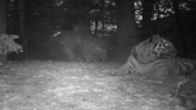 Amur tigers in the wild filmed in China