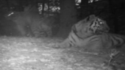 Amur tigers in the wild filmed in China