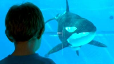 Child watching captive killer whale